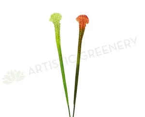 F0201 Sarracenia / Pitcher Plant Flower 82cm 2 Styles